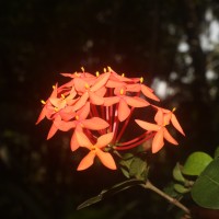 Ixora coccinea L.